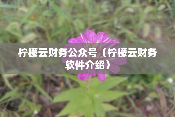 柠檬云财务公众号（柠檬云财务软件介绍）